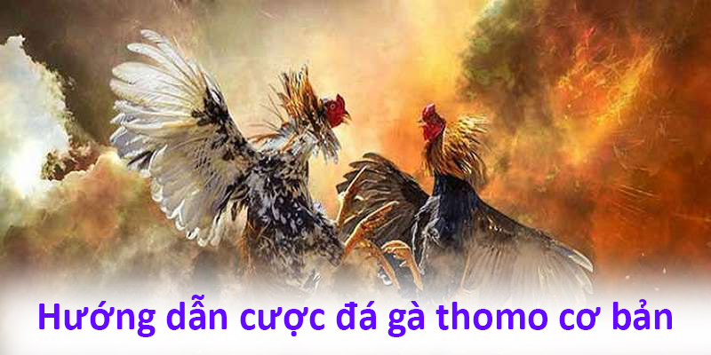 Hướng dẫn cược đá gà thomo cơ bản