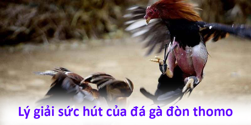 Lý giải sức hút của đá gà đòn tại thomo