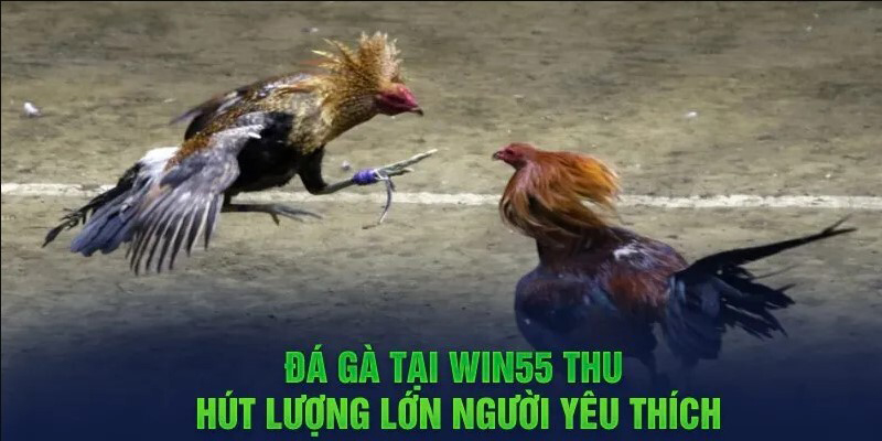 Những điểm ưu việt của sảnh đá gà Win55